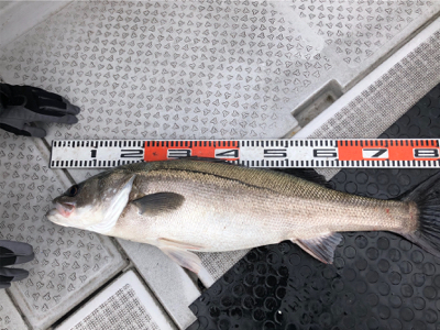 日本海タイラバ