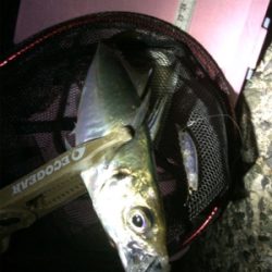 釣り納めだよアジしばき