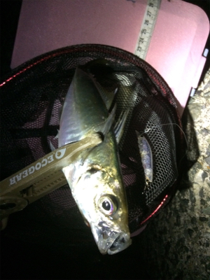 釣り納めだよアジしばき