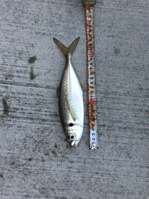 釣り納めとライトゲームデビュー！