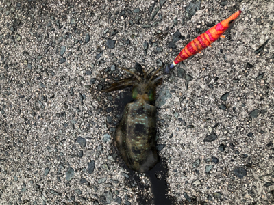 東風強い中でのエギング！