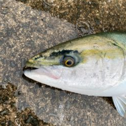 釣納めで初ブリ