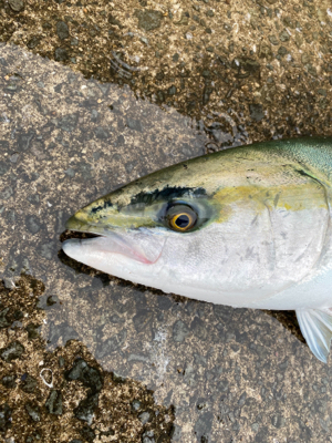 釣納めで初ブリ