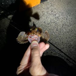 釣納めはガッシー