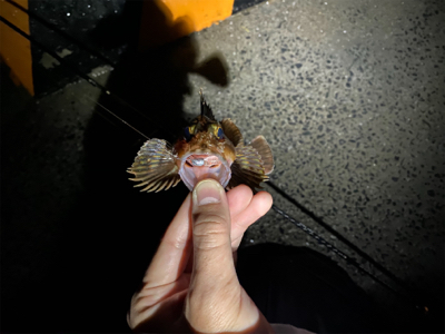 釣納めはガッシー