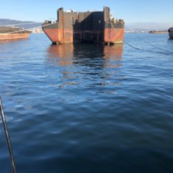 サビキ釣り　釣り納め