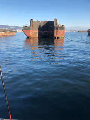サビキ釣り　釣り納め
