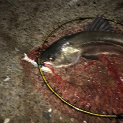 今度こそ釣納め