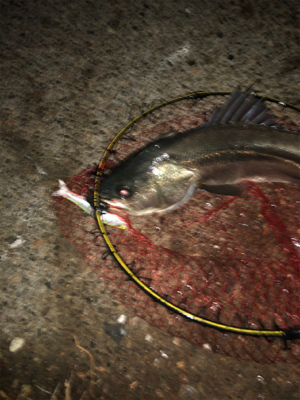 今度こそ釣納め