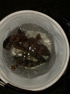 アジ、メバル狙ってたのに