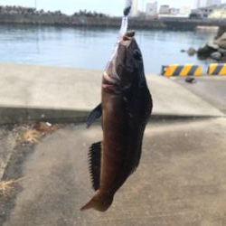 漁港ライトゲーム