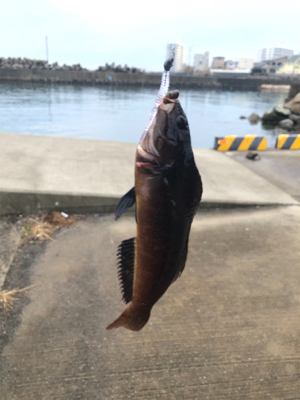 漁港ライトゲーム