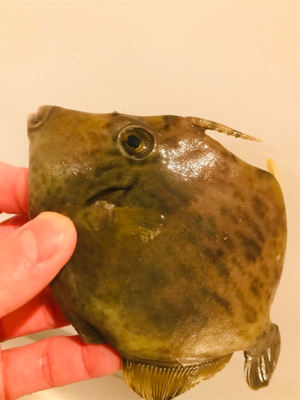 初めてのカワハギ釣り