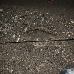 糸魚川　サーフヒラメ