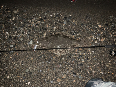 糸魚川　サーフヒラメ