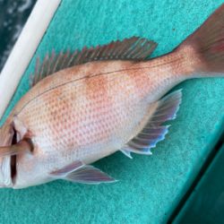 大原港、初ひとつテンヤ