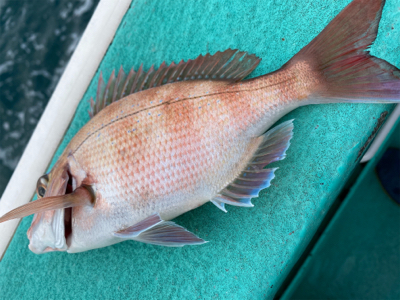 大原港、初ひとつテンヤ