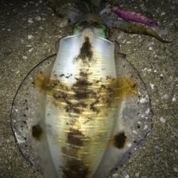 釣り納めにて1.3キロのイカゲット！