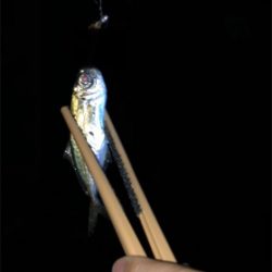 垂水でアジング