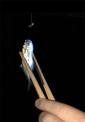 垂水でアジング