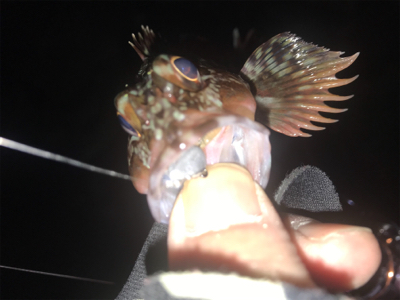 ほんとの釣り納め