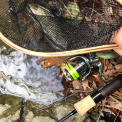 ネイティブトラウト