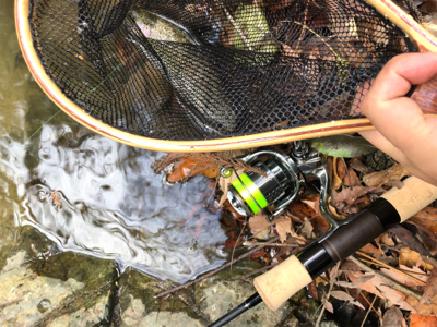 ネイティブトラウト