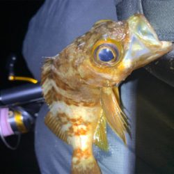 遠矢ウキフカセ釣り