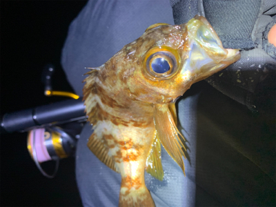 遠矢ウキフカセ釣り