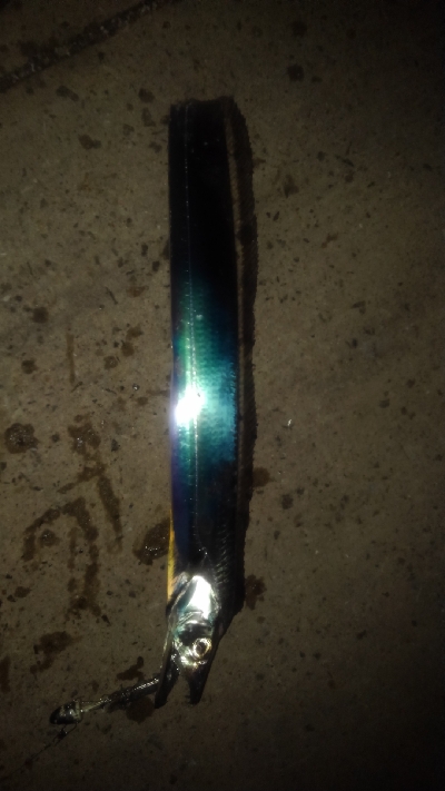 夜テンヤで太刀魚