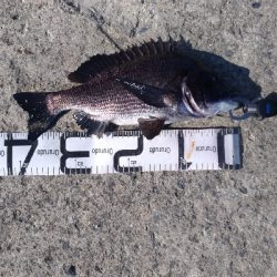 12/1釣果チヌまぁまぁ良いサイズ