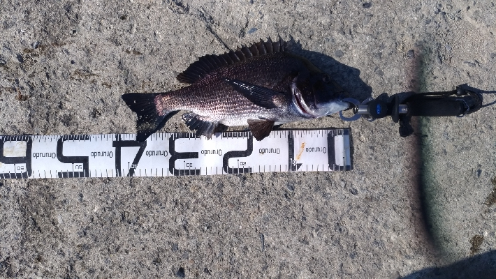 12/1釣果チヌまぁまぁ良いサイズ