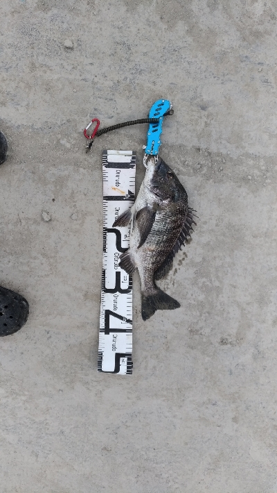 12/7釣果チヌ30枚キスデカアジ