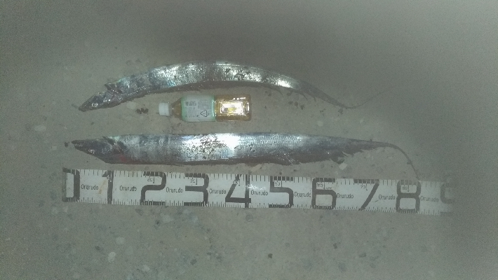 12/15釣果チヌ10枚とタチウオF4