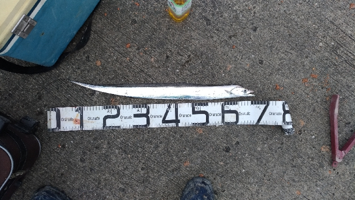 12/22釣果チヌキビレタチウオサバチャリ…