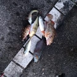 12/28釣果豆アジ豆カンダイガシラボラ