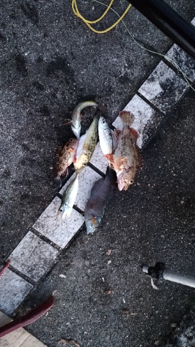 12/28釣果豆アジ豆カンダイガシラボラ