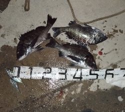 大晦日の釣果チヌ20枚タチウオガシラメバル豆アジ