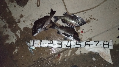 大晦日の釣果チヌ20枚タチウオガシラメバル豆アジ