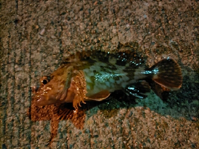 アジさがし～～～