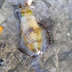 今シーズン初500g アップ⤴⤴