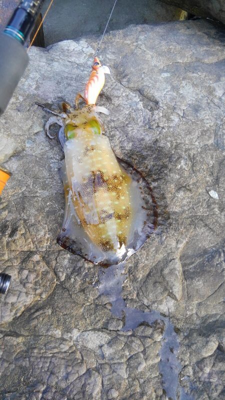 今シーズン初500g アップ⤴⤴