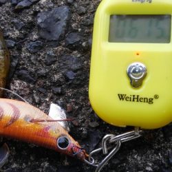 今シーズン最大～⤴