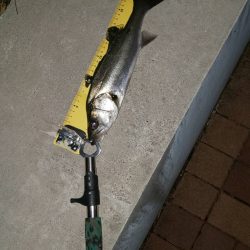 ボウズ逃れ　~辰巳橋~