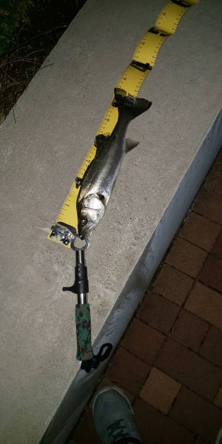 ボウズ逃れ　~辰巳橋~