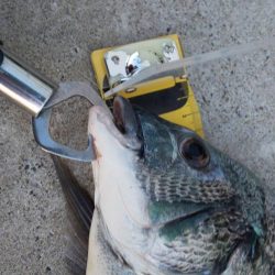 残りのカニで　~辰巳橋~