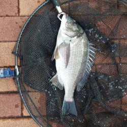 きれいな魚体　~辰巳橋~