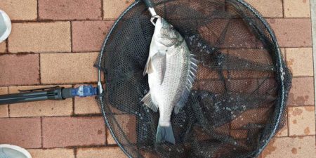 きれいな魚体　~辰巳橋~