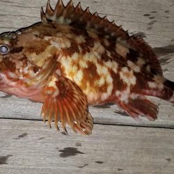 ロックフィッシュ