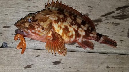 ロックフィッシュ